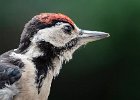 Terry Chambers_Fledgling Woodpecker.jpg